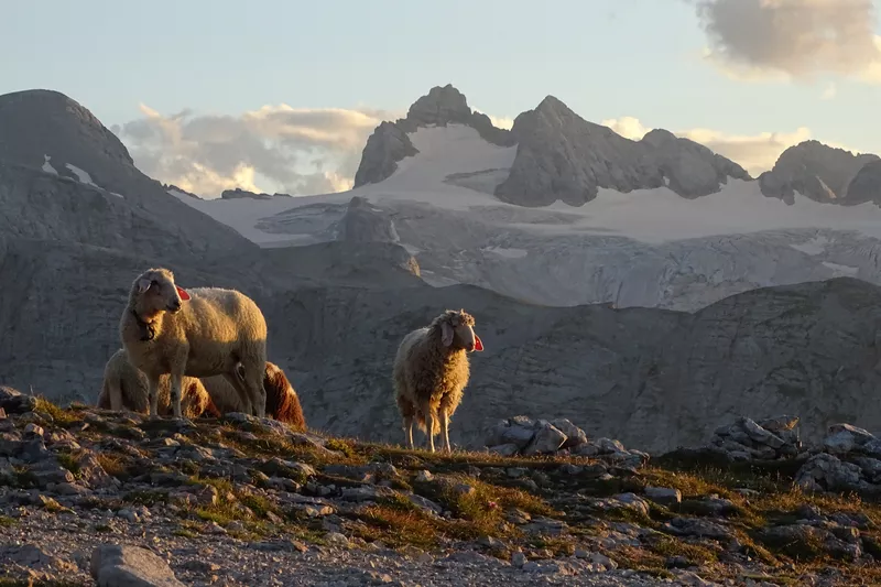 Sonnenaufgang mit Schafen und Dachsteingletscher